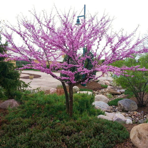 Deep pink flowers of a Cercis canadensis Red Bud Tree cover bare stems before heart-shaped leaves unfurl during spring
