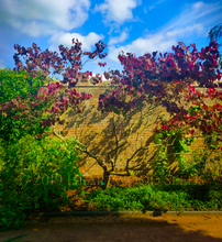 Load image into Gallery viewer, Deep bronze foliage of Cercis canadensis Eastern Red Bud Tree against sunny wall at Wales Botanic Garden | Heartwood Seeds UK