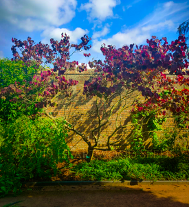 Deep bronze foliage of Cercis canadensis Eastern Red Bud Tree against sunny wall at Wales Botanic Garden | Heartwood Seeds UK