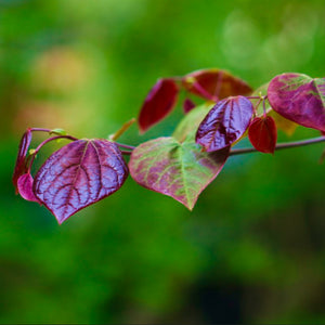 Deep bronze and green veined leaves of Cercis canadensis
