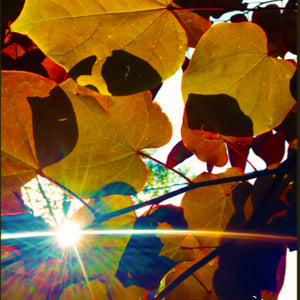Sunlight shines through the yellow and red veined leaves of an Eastern Red Bud Tree
