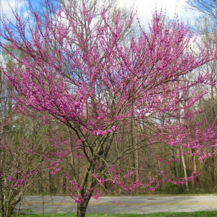 Delicate pink flowers of a Cercis chinensis Chinese Redbud tree cover bare branches during early spring | Heartwood Seeds UK

