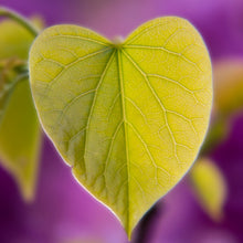 Load image into Gallery viewer, Leaves of a Chinese Redbud tree turn lovely shades of green yellow and orange through summer before falling in autumn
