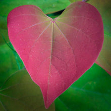 Load image into Gallery viewer, Pink heart-shaped leaves unfurl on a Cercis chinensis Chinese Redbud tree during late spring 
