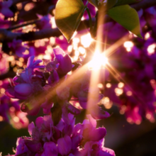 Load image into Gallery viewer, Sunlight at dawn captured through the green yellow leaves and pink flowers of a Cercis chinensis Chinese Redbud tree