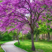 Load image into Gallery viewer, Spectacular magenta spring flowers on bare silver branches of Western Redbud tree Cercis occidentalis | Heartwood Seeds UK