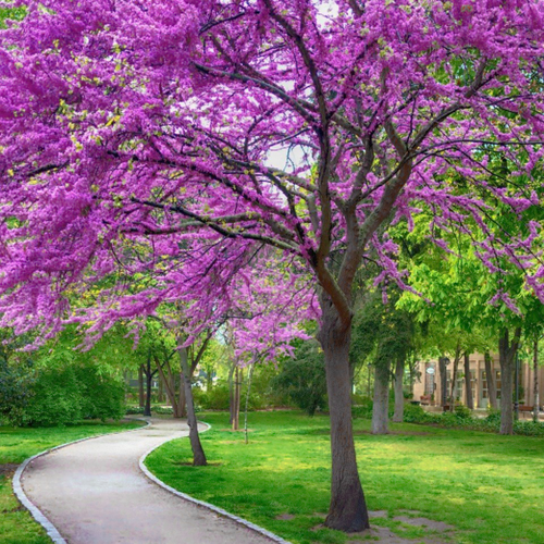 Spectacular magenta spring flowers on bare silver branches of Western Redbud tree Cercis occidentalis | Heartwood Seeds UK