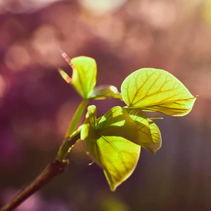 Warm yellow hues of a heart-shaped leaf glow in autumn sunshine on a Western Redbud tree Cercis occidentalis within Utah