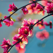 Load image into Gallery viewer, 5-petalled fragrant pink-red flowers emerge on bare stems of an Chaenomeles japonica Japanese Quince tree during early spring
