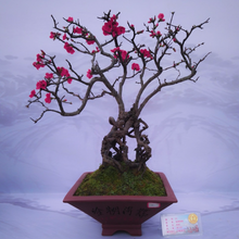 Load image into Gallery viewer, Wonderful bonsai tree of Chaenomeles japonica Japanese Quince bearing intense red flowers on bare stems | Heartwood Seeds UK