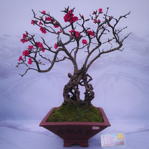 Wonderful bonsai tree of Chaenomeles japonica Japanese Quince bearing intense red flowers on bare stems | Heartwood Seeds UK
