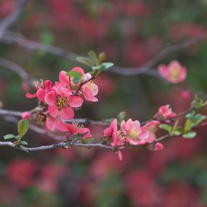 Fragrant light pink flowers emerge on bare branches of a Chaenomeles sinensis Chinese Quince tree during early to late spring