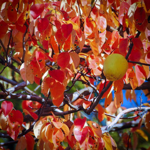 Warm red and orange autumn foliage and bright yellow fruit of a Chaenomeles sinensis Chinese Quince tree | Heartwood Seeds UK
