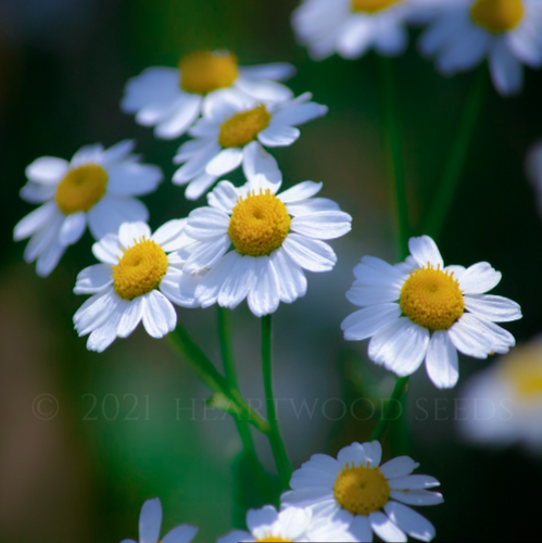Daisy summer flowers with white rays & yellow disc florets of an Anthemis nobilis Roman Chamomile plant | Heartwood Seeds UK