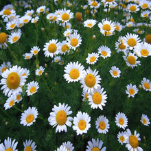 Load image into Gallery viewer, Finely-divided aromatic feathery foliage &amp; profusion of pretty flowers of garden lawn perennial Camomile Chamaemelum nobile 