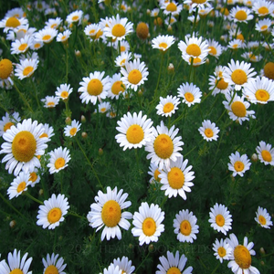 Finely-divided aromatic feathery foliage & profusion of pretty flowers of garden lawn perennial Camomile Chamaemelum nobile 