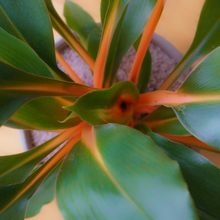 Load image into Gallery viewer, Dark green leaves contrast with bright orange petioles and leaf midribs of the Fire-flash Spider Plant Chlorophytum amaniense