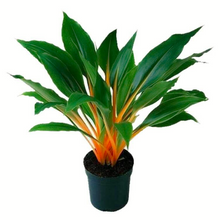 Load image into Gallery viewer, Eye-catching shiny, dark-green and bright orange leaves of a Chlorophytum amaniense Mandarin houseplant | Heartwood Seeds UK