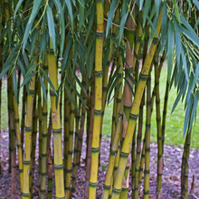 Load image into Gallery viewer, Beautiful green-blue leaves &amp; bright yellow &amp; green striped canes of Chilean bamboo Chusquea gigantea | Heartwood Seeds UK