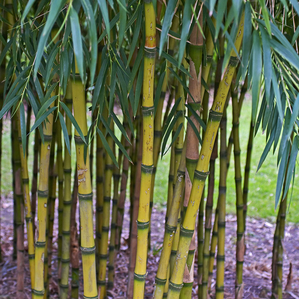 Beautiful green-blue leaves & bright yellow & green striped canes of Chilean bamboo Chusquea gigantea | Heartwood Seeds UK