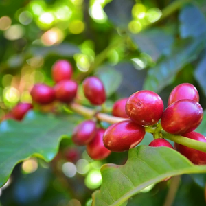 An abundance of small purple-red October berry fruits, known as coffee beans, grow upon a Coffea arabica 'Catura' dwarf tree