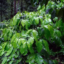 Load image into Gallery viewer, Attractive glossy green foliage of a Coffea arabica &#39;Catura&#39; tree in Brazil; a dwarf cultivar originating from Bourbon Coffee