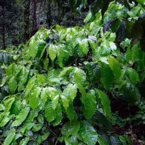 Attractive glossy green foliage of a Coffea arabica 'Catura' tree in Brazil; a dwarf cultivar originating from Bourbon Coffee