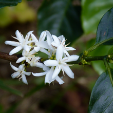 Load image into Gallery viewer, Beautiful, small, white and highly fragrant, jasmine-like August flowers on a small Coffea arabica &#39;Catura&#39; dwarf coffee tree