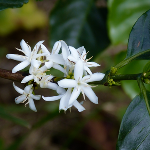 Beautiful, small, white and highly fragrant, jasmine-like August flowers on a small Coffea arabica 'Catura' dwarf coffee tree