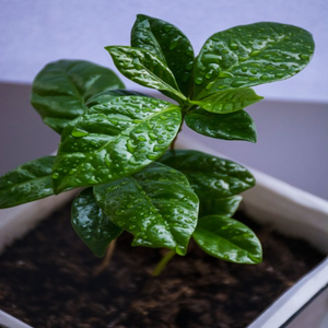 A Coffea arabica 'Catura' dwarf coffee houseplant with attractive, evergreen, glossy, deep-green foliage | Heartwood Seeds UK