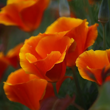 Load image into Gallery viewer, Colourful deep orange Eschscholzia californica California poppy spring flowers in coastal rockery garden | Heartwood Seeds UK