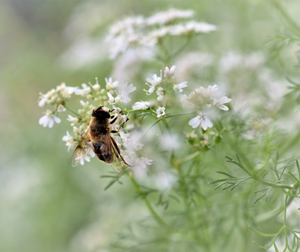 A honey bee visits the compound umbels of lovely white-purple flowers of Coriandrum sativum Slobolt, Coriander, during summer