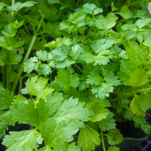 Load image into Gallery viewer, Fresh aromatic pinnately-divided leaves of Coriandrum sativum coriander cilantro sit within kitchen pots | Heartwood Seeds UK