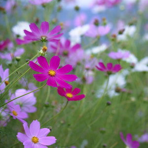 Deep magenta to salmon pink daisy-like summer flowers of garden annual Mexican Aster Cosmos bipinnatus | Heartwood Seeds UK