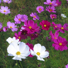 Load image into Gallery viewer, Summer flowers of Cosmea Mexican Aster Cosmos bipinnatus with pink petals &amp; golden centres in a prairie-style garden design