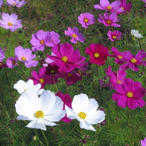 Summer flowers of Cosmea Mexican Aster Cosmos bipinnatus with pink petals & golden centres in a prairie-style garden design