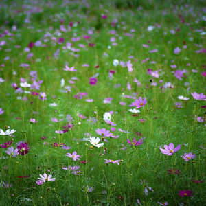 Wildflower meadow of beautiful flowers & finely-divided apple-green foliage of attractive rare plant Cosmea Cosmos bipinnatus