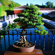 Load image into Gallery viewer, An excellent cloud-pruned bonsai tree of Cryptomeria japonica Japanese Cedar stands within oval clay pot | Heartwood Seeds UK