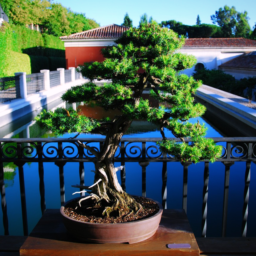 An excellent cloud-pruned bonsai tree of Cryptomeria japonica Japanese Cedar stands within oval clay pot | Heartwood Seeds UK