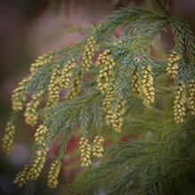 Load image into Gallery viewer, Bright yellow pollen cone flowers stand on the tips of the dark green foliage of a Cryptomeria japonica Japanese Cedar tree
