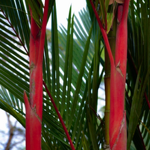 Load image into Gallery viewer, Intense bright pink, red, orange, green and yellow stem colours of a Lipstick Palm Cyrtostachys renda lakka in a conservatory