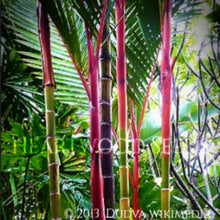 Load image into Gallery viewer, A stunning feather Lipstick Palm Cyrtostachys renda synonym lakka of Malaysia with multi-coloured stems | Heartwood Seeds UK