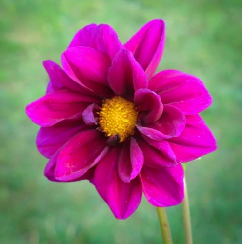 A close-up photo showing striking violet-red ray florets around yellow disc florets of the spectacular Dahlia pinnata flower