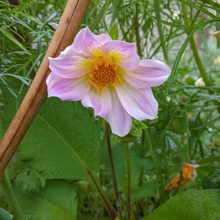 Load image into Gallery viewer, Beautiful pink-white single-petalled summer flowers of the dwarf perennial Dahlia pinnata glowing in sun | Heartwood Seeds UK