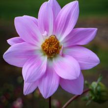 Load image into Gallery viewer, Showy double-petalled striking pink-tinted white flowers of dwarf Dahlia pinnata garden plant in spectacular autumn display