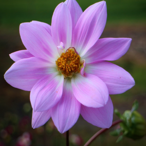 Showy double-petalled striking pink-tinted white flowers of dwarf Dahlia pinnata garden plant in spectacular autumn display