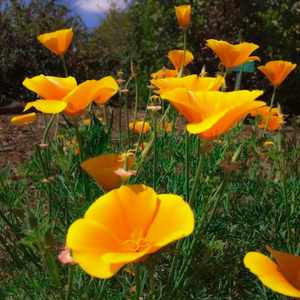 Deep yellow Eschscholzia californica California poppy autumn flowers in North America wildflower meadow | Heartwood Seeds UK