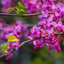 Load image into Gallery viewer, Deep pink flowers of a Cercis canadensis Red Bud Tree cover bare stems before heart-shaped leaves unfurl during spring
