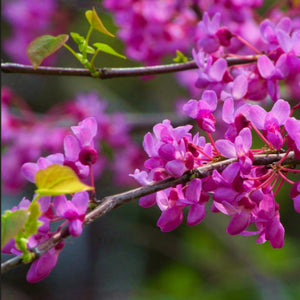 Deep pink flowers of a Cercis canadensis Red Bud Tree cover bare stems before heart-shaped leaves unfurl during spring
