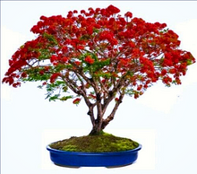 Load image into Gallery viewer, Flamboyant flame red flowers and fern-like foliage on an excellent indoor bonsai tree of the Royal Poinciana Delonix regia